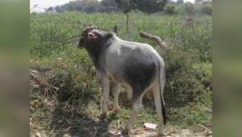 Stray cattle menace Part 2: Uttar Pradesh farmers driven to despair by harassment from cow vigilantes, extortion from police