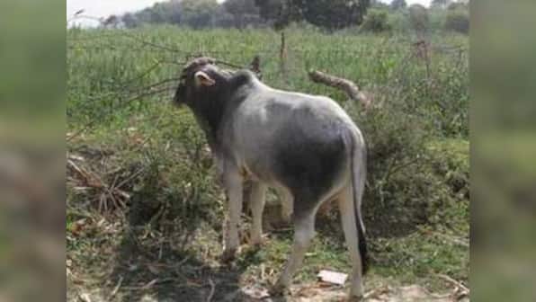 Stray cattle menace Part 2: Uttar Pradesh farmers driven to despair by harassment from cow vigilantes, extortion from police