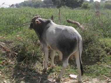 Stray cattle menace Part 2: Uttar Pradesh farmers driven to despair by harassment from cow vigilantes, extortion from police Stray cattle menace Part 2: Uttar Pradesh farmers driven to despair by harassment from cow vigilantes, extortion from police