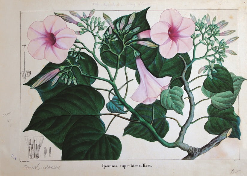 Ipomaea superbiens, Hort., by K. Cheluviah Raju, late 19th to early 20th century. © Dr M.H. Marigowda National Horticulture Library, Lalbagh, Bengaluru.