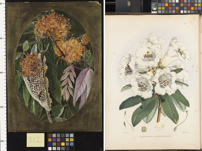 (L) The Asoka, by Marianne North, 1878. Collections of RBG, Kew. © The Board of Trustees, Royal Botanic Gardens Kew. (R) Rhododendron dalhousiae, by Walter Hood Fitch, hand-coloured lithograph from Joseph Hooker, The Rhododendrons of Sikkim-Himalaya, 1849. © The Board of Trustees of the Royal Botanic Gardens, Kew.