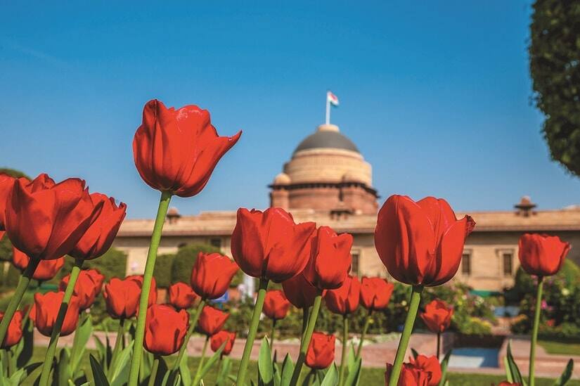 43.Red Tulips at Rashtrapati Bhavan__PHOTO CREDIT - Narendra Bisht courtesy Sahapedia(dot)org-min