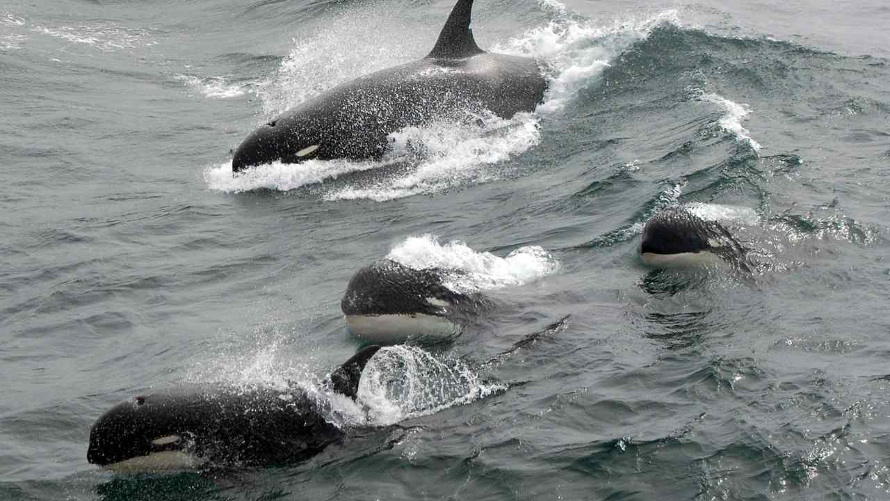 Mysterious killer whales seen off the coast of Chile could be a new species Mysterious killer whales seen off the coast of Chile could be a new species