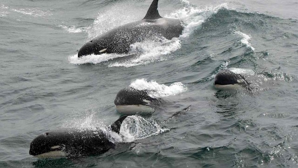 Mysterious killer whales seen off the coast of Chile could be a new species