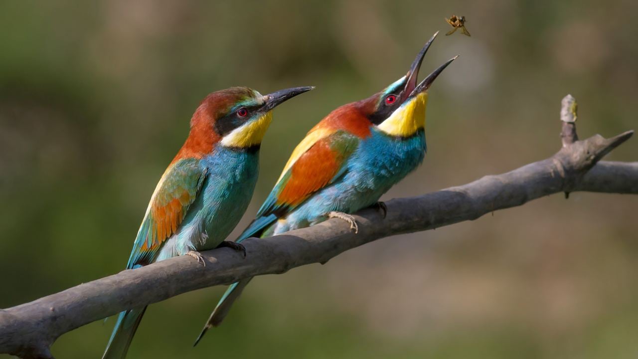 Bee-eaters are a brightly coloured, gregarious, and flamboyant bunch. They are fast and fierce as a missile when it comes to scoring a meal. They also have some of the most complex social behaviours seen in birds of any species. Image: Wikimedia Commons Bee-eaters are a brightly coloured, gregarious, and flamboyant bunch. They are fast and fierce as a missile when it comes to scoring a meal. They also have some of the most complex social behaviours seen in birds of any species. Image: Wikimedia Commons
