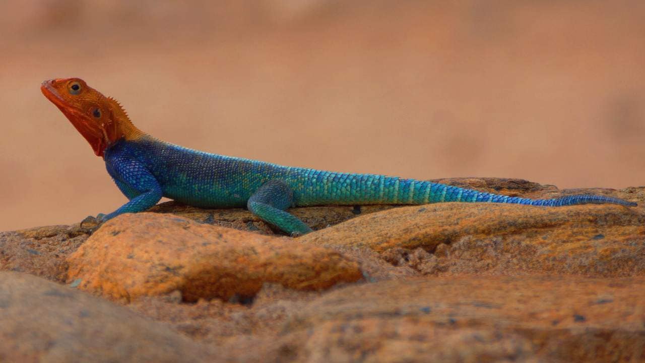 Dominant male Agama lizards display bright colours, prominent during the mating season. All the other members appear dull and pale. When resting or threatened, the kingpin will turn brown like the others. But while basking in the sun, it becomes vibrant again, occupying the best spot in the area followed by his subordinate males and then the females. Image: Pinterest/AnimalSake Dominant male Agama lizards display bright colours, prominent during the mating season. All the other members appear dull and pale. When resting or threatened, the kingpin will turn brown like the others. But while basking in the sun, it becomes vibrant again, occupying the best spot in the area followed by his subordinate males and then the females. Image: Pinterest/AnimalSake