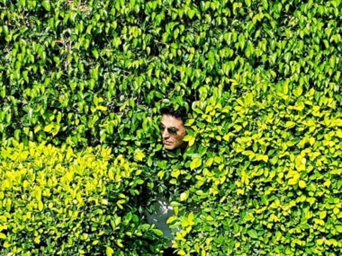 hiding in the bushes gif