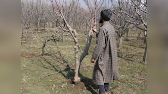 In the blizzard-hit apple orchards of Kashmir, farmers are anguished at inadequate government compensation