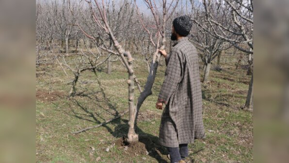 In the blizzard-hit apple orchards of Kashmir, farmers are anguished at inadequate government compensation