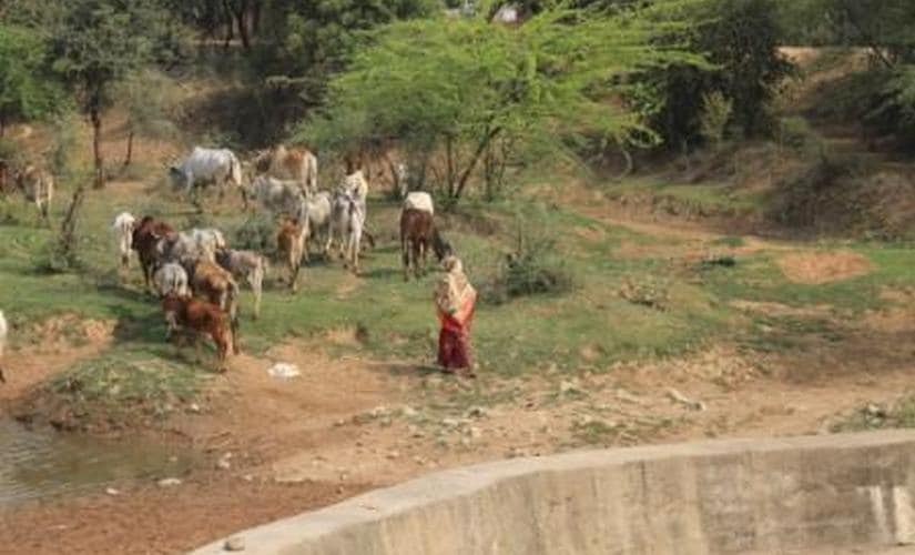 Stray cattle menace: MP farmers lose sleep over threat to crops from bovines; govt looks for answers in gaushalas