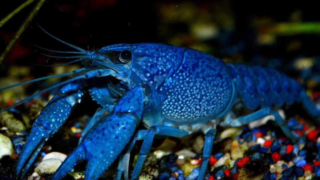These striking-looking crustaceans are blue lobsters. Among fisherfolk, it's traditionally considered to be a sign of good fortune to catch one. The probability of lobsters having this colouring is touted as being one in two million, but scientists still aren’t quite sure how rare they are. Image: Aqua.org These striking-looking crustaceans are blue lobsters. Among fisherfolk, it's traditionally considered to be a sign of good fortune to catch one. The probability of lobsters having this colouring is touted as being one in two million, but scientists still aren’t quite sure how rare they are. Image: Aqua.org