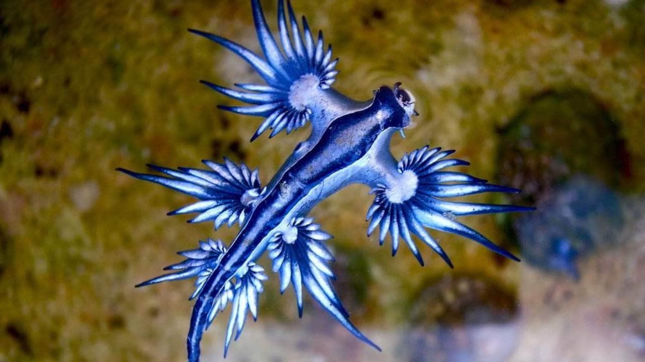 The Blue Dragon is a species of sea slug that goes by many names – blue angel, blue glaucus, blue ocean slug (and in an odd twist that doesn't reflect its striking sapphire color) the sea swallow. Their coloration comes in handy when they float on the ocean surface, with the blue side facing upward to camouflage it against the blue of the sea, while the silver side faces downward to camouflage it against the bright surface of the water. Image: Wikimedia Commons The Blue Dragon is a species of sea slug that goes by many names – blue angel, blue glaucus, blue ocean slug (and in an odd twist that doesn't reflect its striking sapphire color) the sea swallow. Their coloration comes in handy when they float on the ocean surface, with the blue side facing upward to camouflage it against the blue of the sea, while the silver side faces downward to camouflage it against the bright surface of the water. Image: Wikimedia Commons