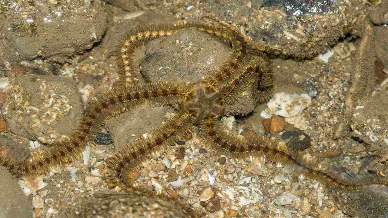 A brittle star fish. Image credit: Shaunak Modi/Marine Life of Mumbai A brittle star fish. Image credit: Shaunak Modi/Marine Life of Mumbai
