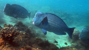 Overfishing, coral reef degradation threaten rare parrotfish species in Andaman