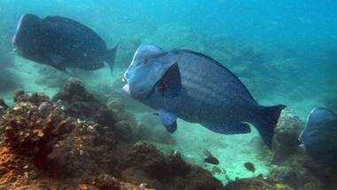 Overfishing, coral reef degradation threaten rare parrotfish species in Andaman