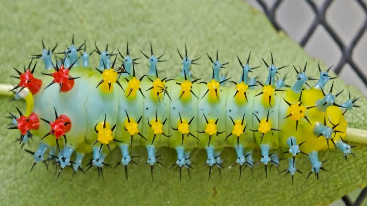 Cecropia moths are silkworms that have lovely red bodies, black to brown wings and bands of white, red, and tan when they mature. The cecropia caterpillar eats leaves of many trees and shrubs, but the moth doesn’t eat – at all. Its only purpose is to mate, so its no surprise that It lives for only a few weeks. Image: Flickr Cecropia moths are silkworms that have lovely red bodies, black to brown wings and bands of white, red, and tan when they mature. The cecropia caterpillar eats leaves of many trees and shrubs, but the moth doesn’t eat – at all. Its only purpose is to mate, so its no surprise that It lives for only a few weeks. Image: Flickr