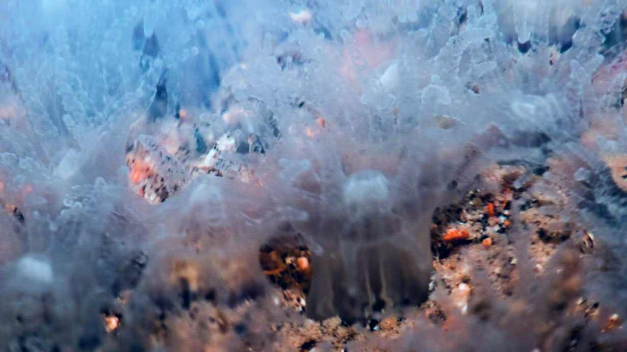 Coral Polyps. Image credit: Shaunak Modi/Marine Life of Mumbai Coral Polyps. Image credit: Shaunak Modi/Marine Life of Mumbai