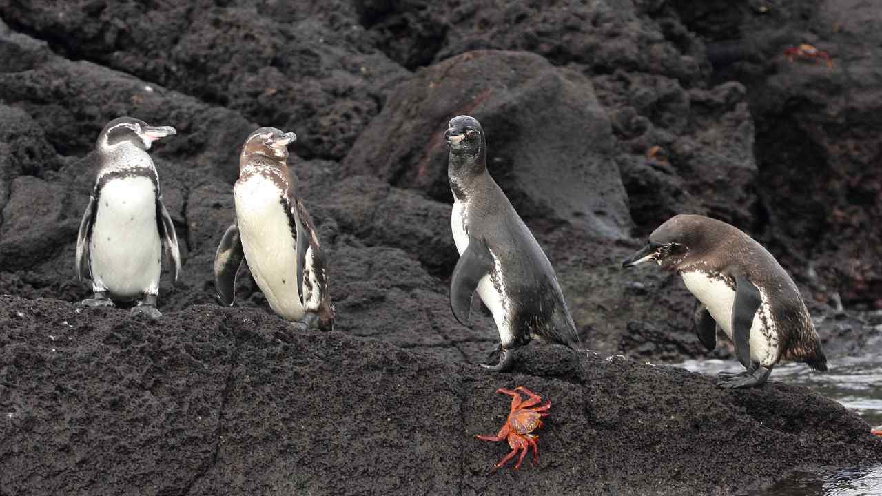 Galapagos penguins and a crab at Bill hale. Image: GalapagosConservation.org