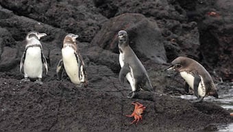 World Meteorological Day: Marine life need to navigate more extreme ocean weather