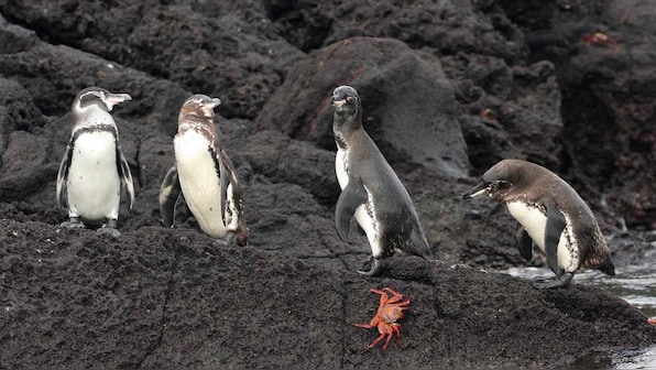 World Meteorological Day: Marine life need to navigate more extreme ocean weather