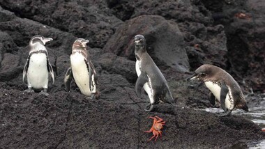World Meteorological Day: Marine life need to navigate more extreme ocean weather