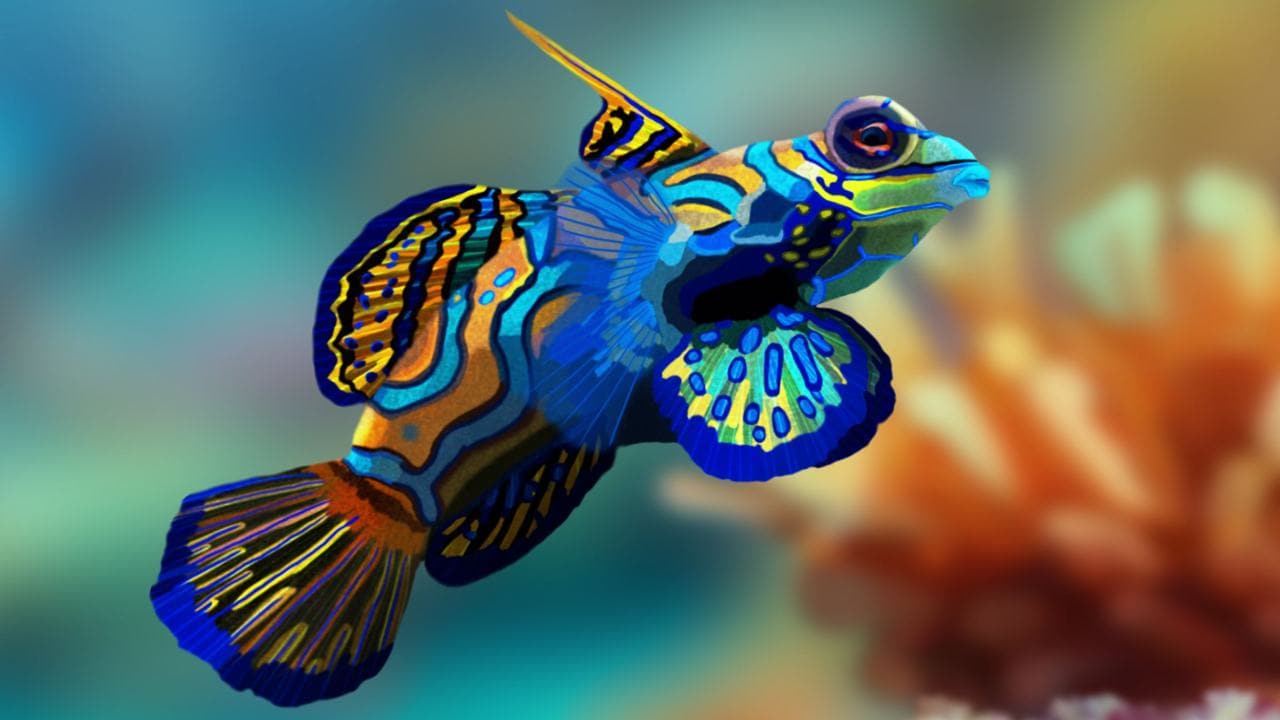 Австралийская рыбка Мандаринка