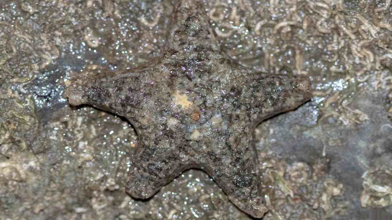 A grey sea star. Image credit: Shaunak Modi/Marine Life of Mumbai A grey sea star. Image credit: Shaunak Modi/Marine Life of Mumbai