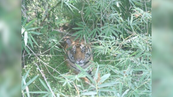 In search of a tiger: Wildlife encounters and the humbling, raw grandeur of nature