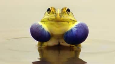 Festival of colours: 21 outrageously colourful birds, insects and animals in nature