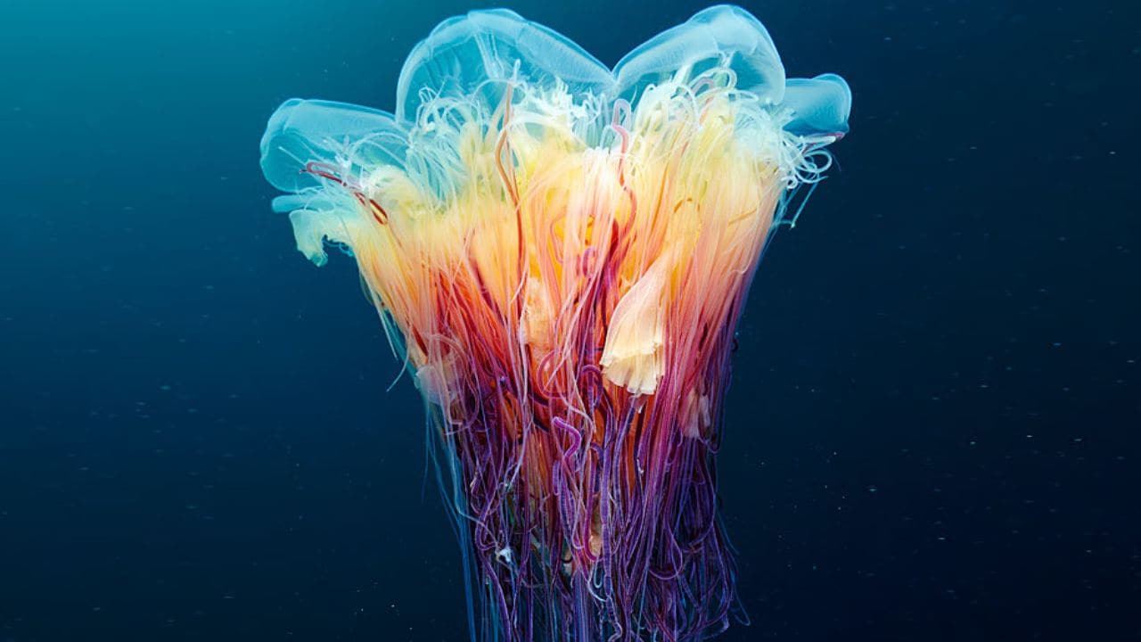 Cephea or Crown jellyfish swim with their umbrella-shaped bell top, which lends it its name. These are one of the most venomous jellyfish species despite 95-99 percent of their bodies being just water. They usually live in the depths of the Pacific and Atlantic oceans where it is cold, and swim upwards to catch prey at night. Image credit: Alexander Semenov Cephea or Crown jellyfish swim with their umbrella-shaped bell top, which lends it its name. These are one of the most venomous jellyfish species despite 95-99 percent of their bodies being just water. They usually live in the depths of the Pacific and Atlantic oceans where it is cold, and swim upwards to catch prey at night. Image credit: Alexander Semenov