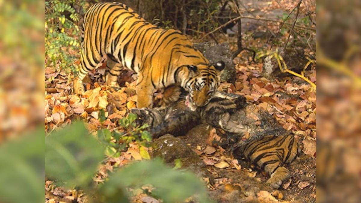 Tiger-cannibalism in Kanha Tiger Reserve: Rare phenomenon has less to do with hunger than anger