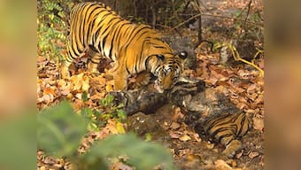 Tiger-cannibalism in Kanha Tiger Reserve: Rare phenomenon has less to do with hunger than anger