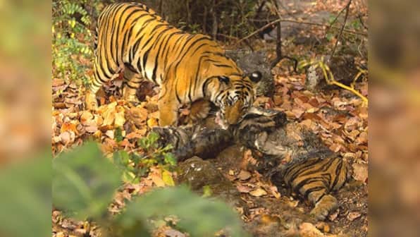 Tiger-cannibalism in Kanha Tiger Reserve: Rare phenomenon has less to do with hunger than anger