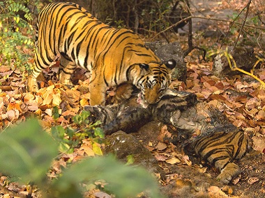 Tiger-cannibalism in Kanha Tiger Reserve: Rare phenomenon has less to do with hunger than anger Tiger-cannibalism in Kanha Tiger Reserve: Rare phenomenon has less to do with hunger than anger