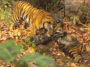 Tiger-cannibalism in Kanha Tiger Reserve: Rare phenomenon has less to do with hunger than anger