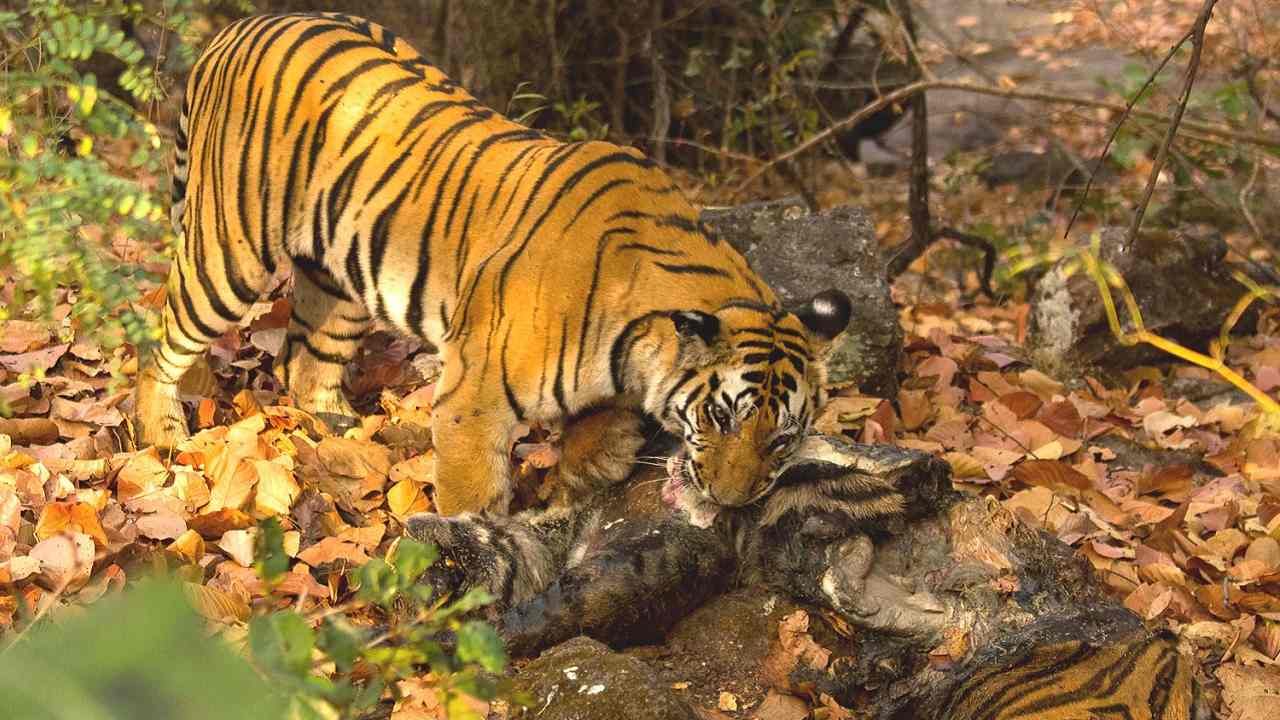 Tiger-cannibalism in Kanha Tiger Reserve: Rare phenomenon has less to ...