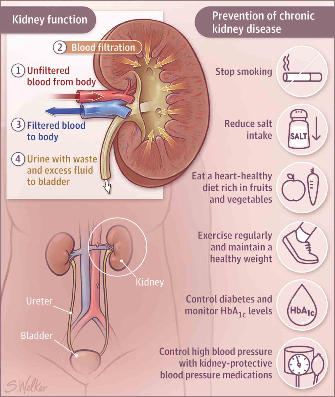 does mobic affect creatinine levels