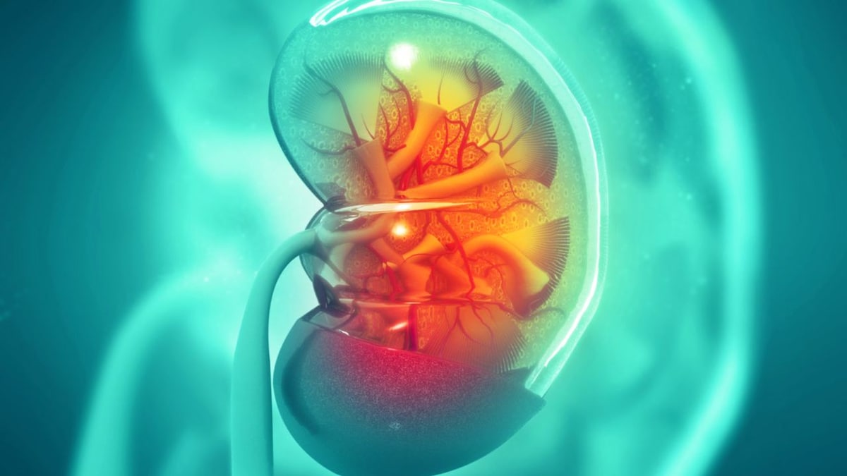 World Kidney Day: Are you taking good care of your kidneys? Here's how you can