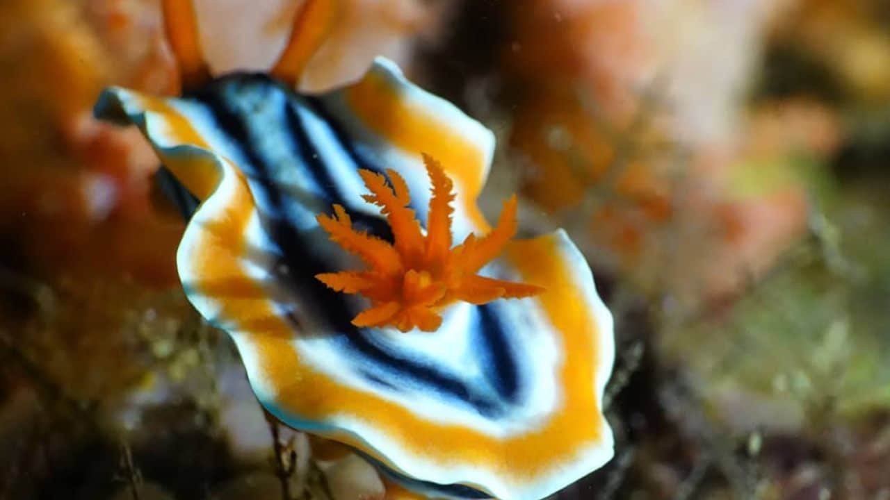 Chromodoris lochi is a colorful species of sea slug. This marine gastropod-mollusk is blue or blueish-white with three dark longitudinal lines running down its middle. Not having a shell, they have been compensated without other adaptations, including camouflage. Image: Facebook/Starfish Chromodoris lochi is a colorful species of sea slug. This marine gastropod-mollusk is blue or blueish-white with three dark longitudinal lines running down its middle. Not having a shell, they have been compensated without other adaptations, including camouflage. Image: Facebook/Starfish