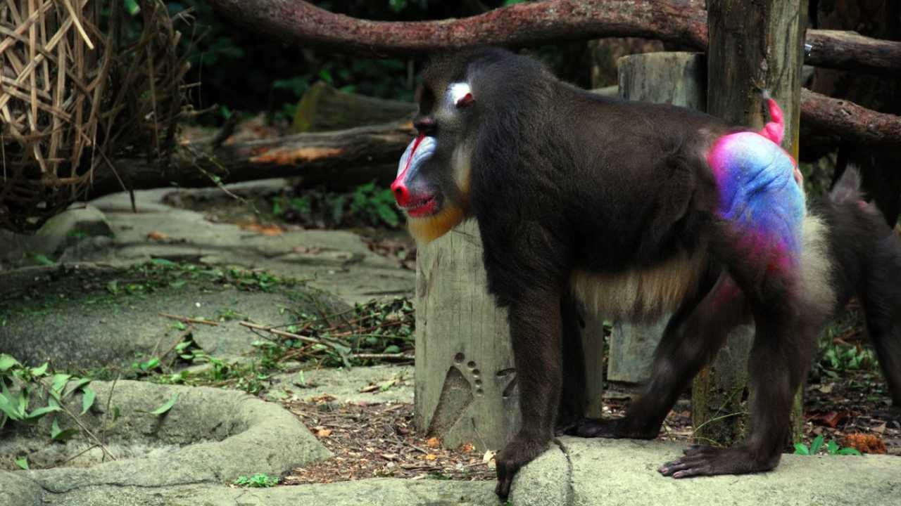Mandrills are, by a mile, the primate with the most colorful butt of all. It (the mandrill) is the largest non-ape primate and arguably the most colourful. While present in both sexes, the colours are much more vibrant in males. (Can't look away!) Image: Wikimedia Commons Mandrills are, by a mile, the primate with the most colorful butt of all. It (the mandrill) is the largest non-ape primate and arguably the most colourful. While present in both sexes, the colours are much more vibrant in males. (Can't look away!) Image: Wikimedia Commons
