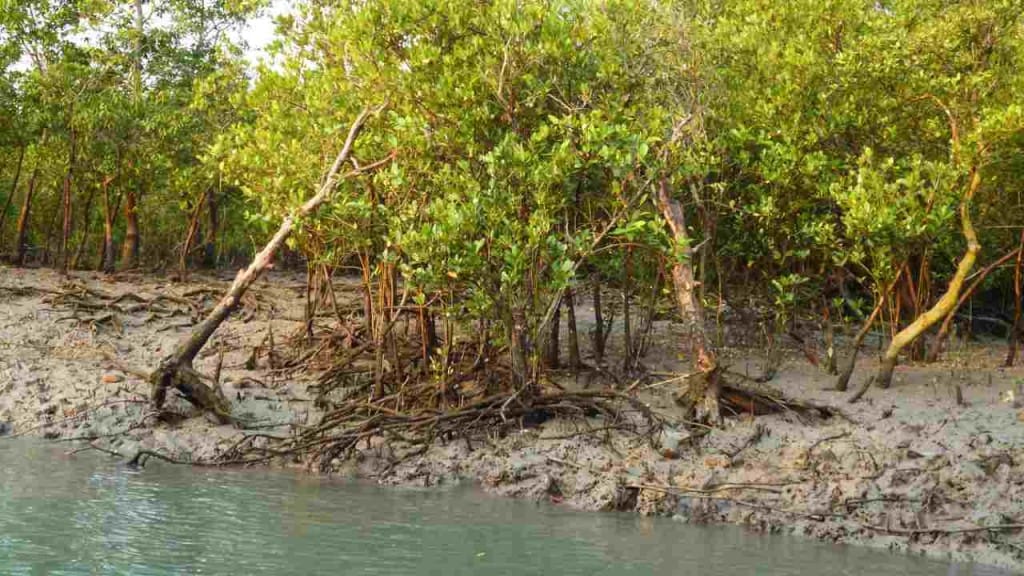 Bengal tigers: unsung heroes of the Sundarbans Mangroves