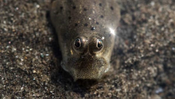 Wildlife Day: India's shores house a wealth of marine life that turn with the tide