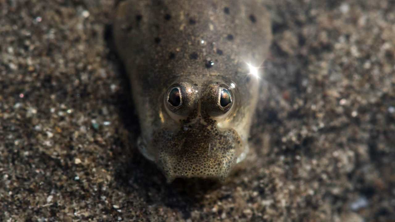 Wildlife Day: India's shores house a wealth of marine life that turn with the tide Wildlife Day: India's shores house a wealth of marine life that turn with the tide