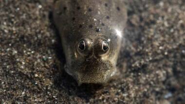 Wildlife Day: India's shores house a wealth of marine life that turn with the tide