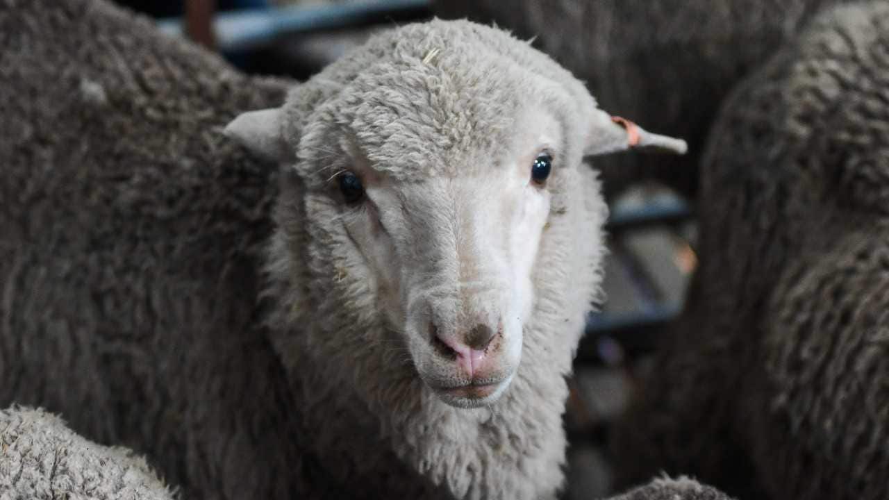 Semen frozen for 50 years used to breed 34 healthy lambs in breakthrough study