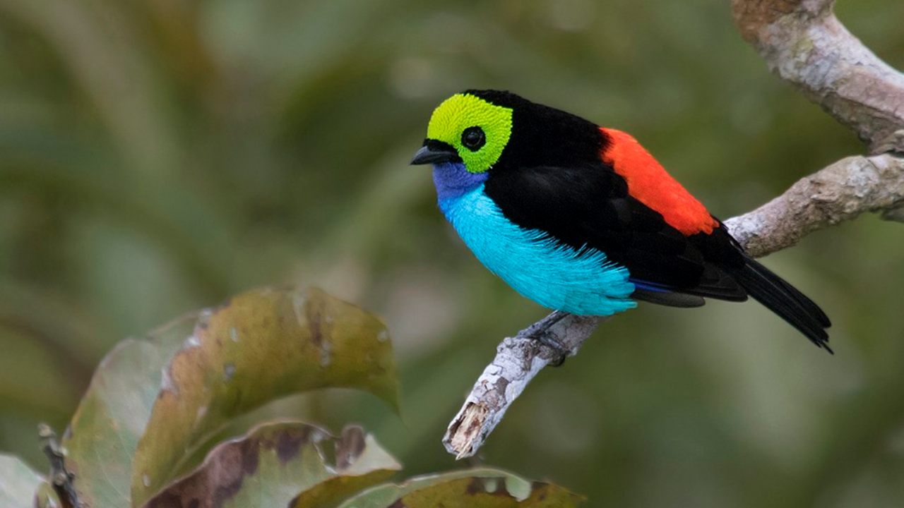 The Paradise Tanager is a quintessential, spectacular multicolored bird. It delights visiting birders that come calling to the Amazon basin, where it forages for food in the evergreen forests. Image: Cornell Lab/Neotropical Birds The Paradise Tanager is a quintessential, spectacular multicolored bird. It delights visiting birders that come calling to the Amazon basin, where it forages for food in the evergreen forests. Image: Cornell Lab/Neotropical Birds