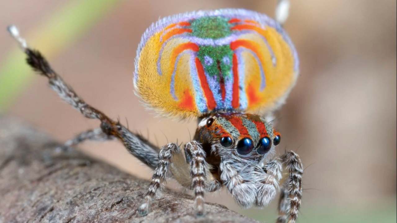 Meet the peacock spider. Males from several species within this group of spiders put on remarkable mating displays to win over mates of the opposite gender. This diva of an insect-dancer lifts up its tail-flap – which, once unfurled, resembles a stunning carpet from the likes of Orissa or Jaipur. Image: Flickr Meet the peacock spider. Males from several species within this group of spiders put on remarkable mating displays to win over mates of the opposite gender. This diva of an insect-dancer lifts up its tail-flap – which, once unfurled, resembles a stunning carpet from the likes of Orissa or Jaipur. Image: Flickr