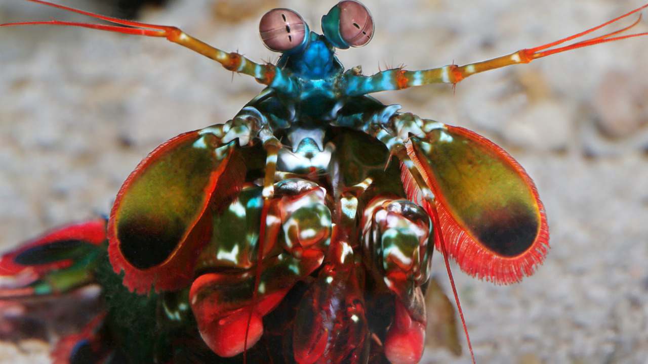 The Peacock mantis shrimp, also known as the harlequin mantis shrimp or the painted mantis shrimp or the clown mantis shrimp are a brightly-coloured crustacean species found in the warm shallow waters of the Indian and Pacific Oceans. Image: Tumblr/Monterey Bay Aquarium The Peacock mantis shrimp, also known as the harlequin mantis shrimp or the painted mantis shrimp or the clown mantis shrimp are a brightly-coloured crustacean species found in the warm shallow waters of the Indian and Pacific Oceans. Image: Tumblr/Monterey Bay Aquarium