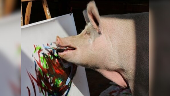 Pigcasso, the painting sow, takes center stage at South African farm with artwork selling for nearly $4,000
