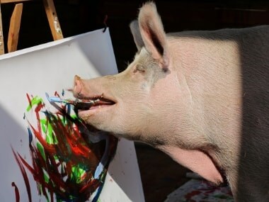 Pigcasso, the painting sow, takes center stage at South African farm with artwork selling for nearly $4,000